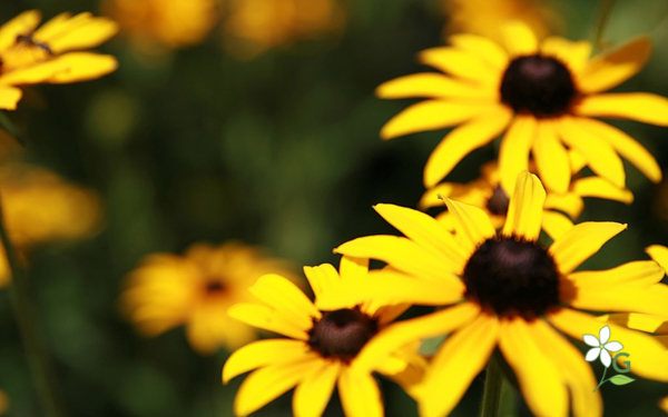 Black Eyed Susan Rudbeckia Fulgida