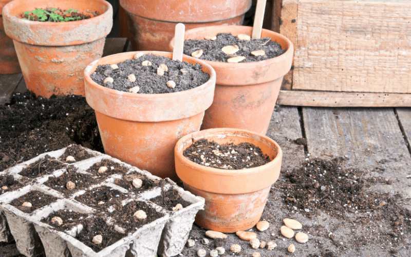 A Seed is a Promise | Tips on Growing & Sowing Seeds