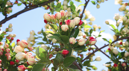 Crab Apple Tree | Smiths Falls | Gemmell's Garden Centre