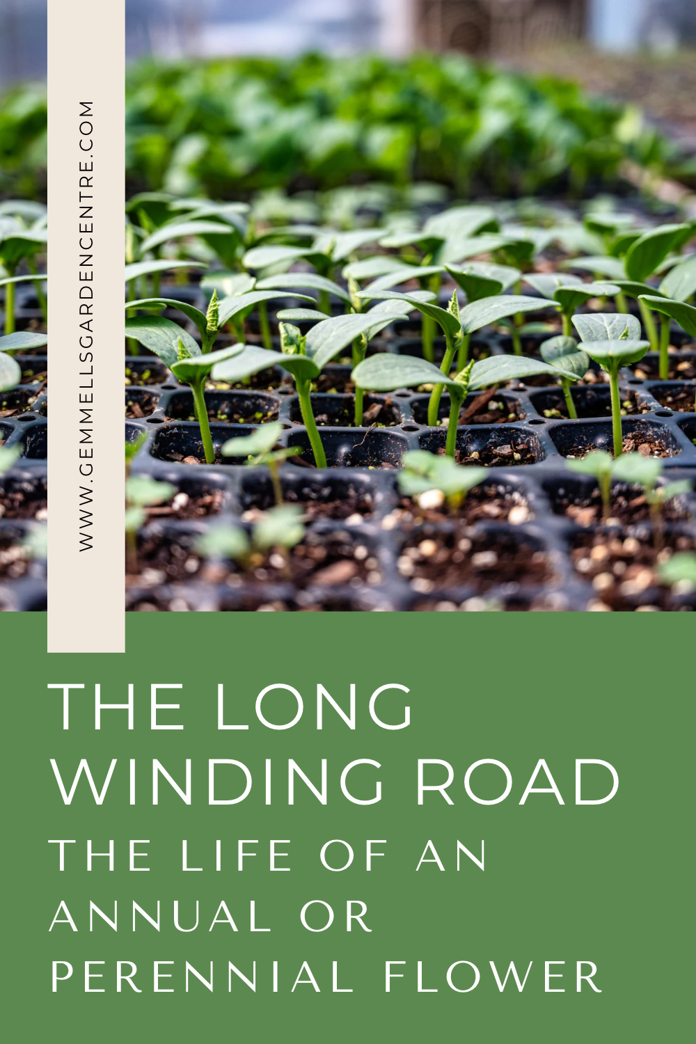 The Life of an Annual or Perennial Flower | The Long and Winding Road