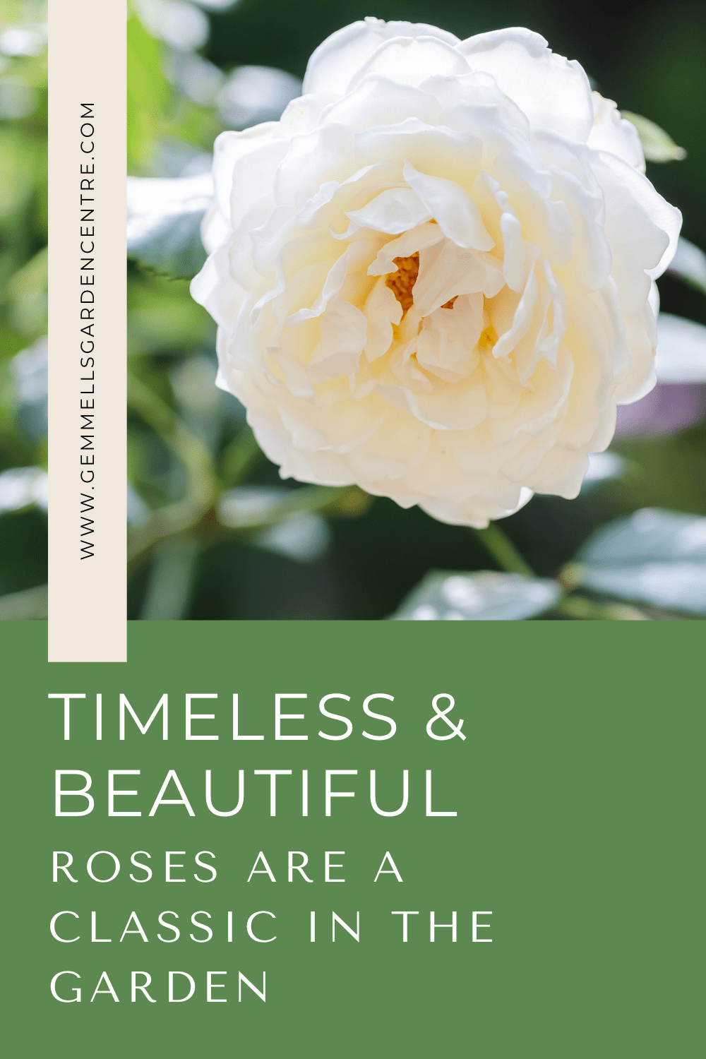 Timeless and beautiful Roses are a Classic in the Garden