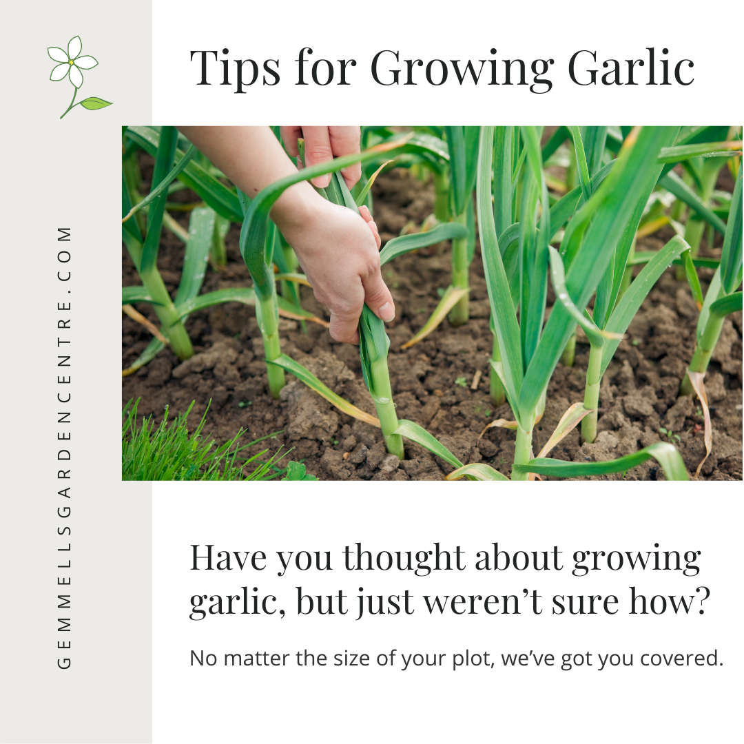 Tips for Growing Garlic | Gemmell's Garden Centre