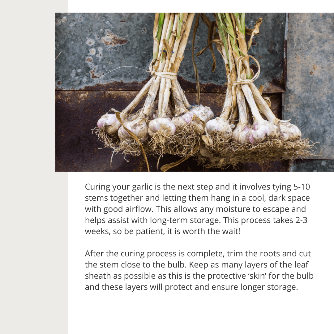 Tips for Growing Garlic Curing | Gemmell's Garden Centre