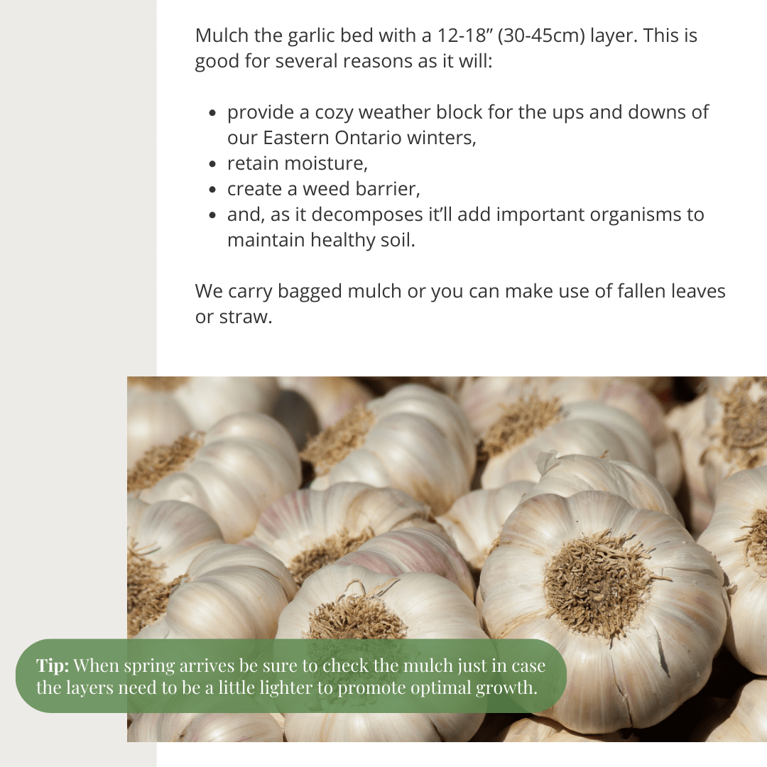 Tips for Growing Garlic Mulch | Gemmell's Garden Centre