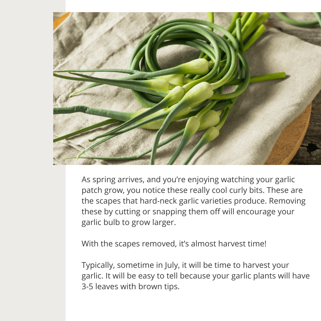 Tips for Growing Garlic Scapes | Gemmell's Garden Centre