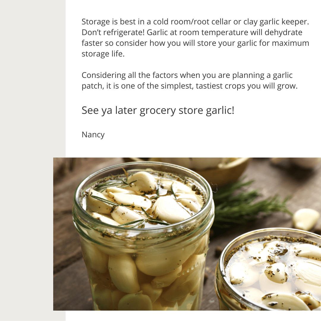 Tips for Growing Garlic Storing | Gemmell's Garden Centre
