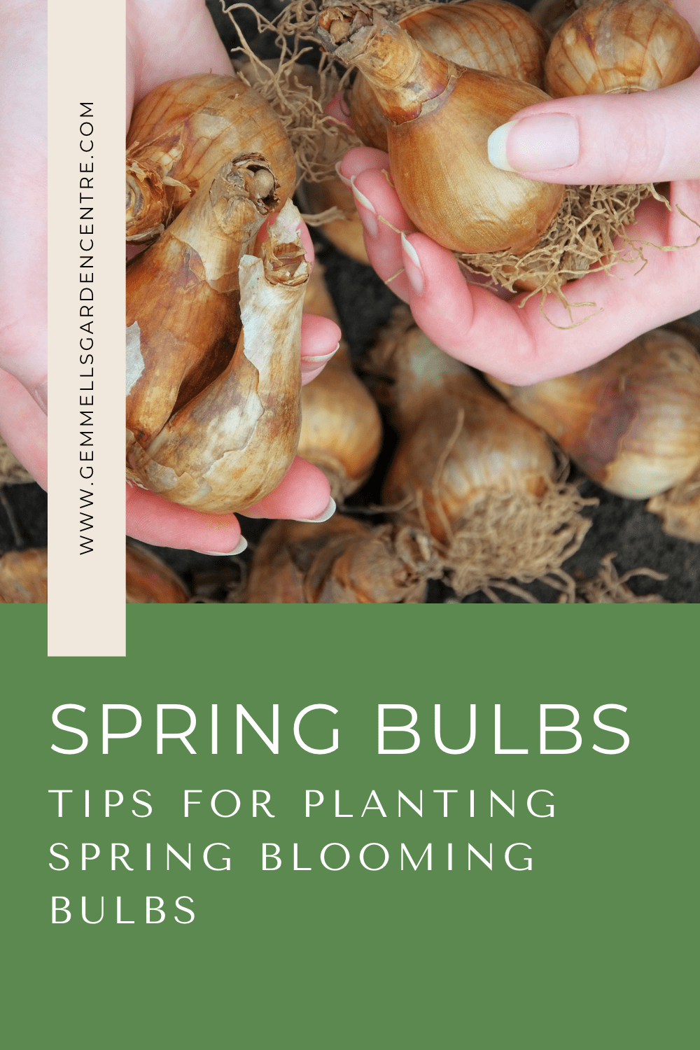 Tips for Planting Spring Blooming Bulbs 