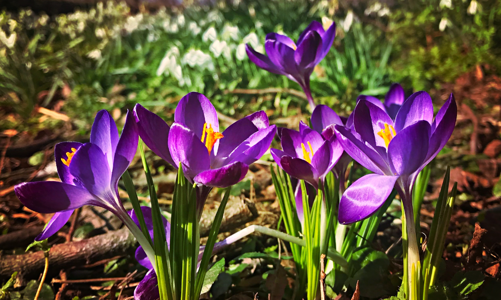 Purple crocus flowers in spring 