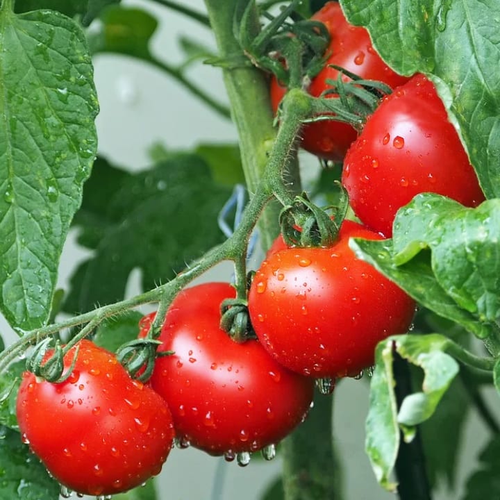 Shop | Vegetables | Gemmell's Garden Centre | tomatoes