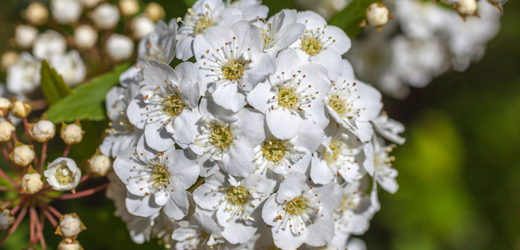 Trees & Shrubs, Smiths Falls Garden Centre