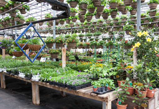 Plants, Gemmell's Garden Centre, Smiths Falls & Brockville