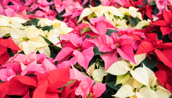 Holiday Plants Care Guides