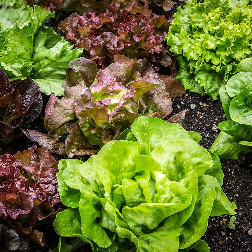 Shop | Vegetable Gardening Essentials | Gemmell's Garden Centre | Broccoli