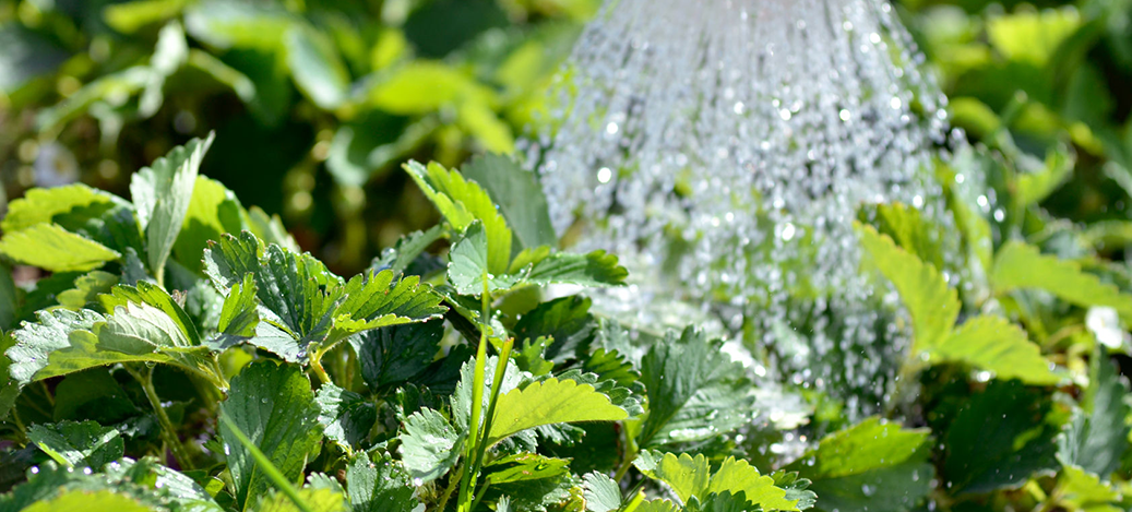 Proper Watering Techniques for your Trees, Shrubs & Hanging Baskets