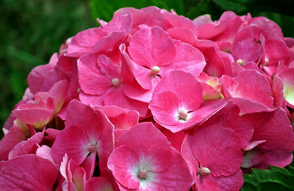 How to Plant Hydrangeas | Ottawa Garden Centre Blog | Gemmell's 