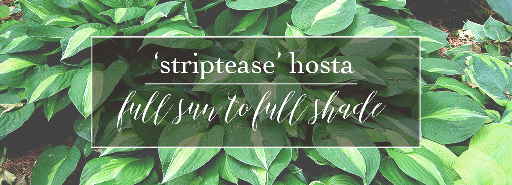 Hosta Striptease enjoys full sun to full shade